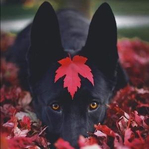 Meet your Posher, Curtis